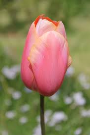 Attēlu rezultāti vaicājumam “Tulipa gesneriana”