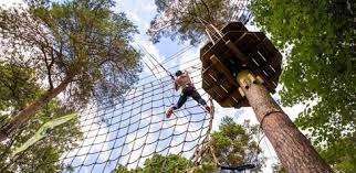 Image result for Go Ape! Moors Valley
