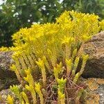 Attēlu rezultāti vaicājumam “Sedum acre fruit”