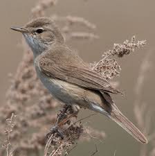 Image result for Hippolais caligata