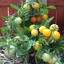Afbeeldingsresultaat voor northern lights tomato