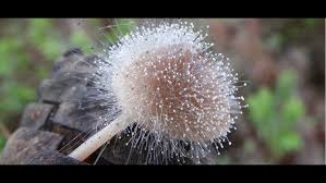 Attēlu rezultāti vaicājumam “Spinellus fusiger”