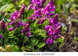 Attēlu rezultāti vaicājumam “Polygala vulgaris”