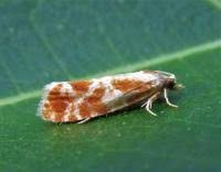 Attēlu rezultāti vaicājumam “Rhyacionia pinicolana”