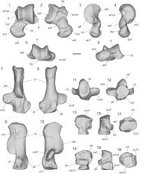 Attēlu rezultāti vaicājumam “Lycogala convexum young”