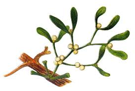 Attēlu rezultāti vaicājumam “Viscum album”