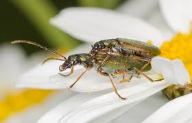 Attēlu rezultāti vaicājumam “Chrysanthia geniculata”