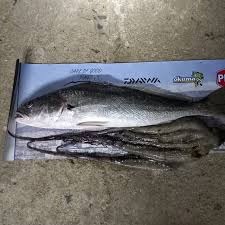 Image result for Argyrosomus coronus