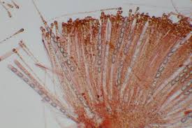 Attēlu rezultāti vaicājumam “Melastiza chateri”