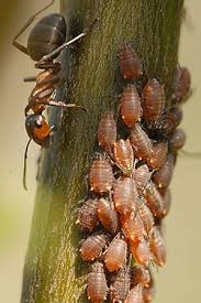 Attēlu rezultāti vaicājumam “Aphis farinosa”