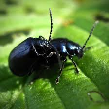 Attēlu rezultāti vaicājumam “Agelastica alni”