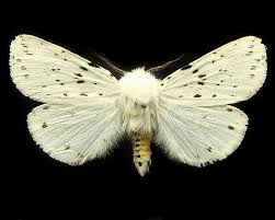 Attēlu rezultāti vaicājumam “Spilosoma lubricipeda”