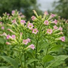Attēlu rezultāti vaicājumam “Nicotiana tabacum”