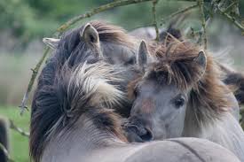 Afbeeldingsresultaat voor paarden