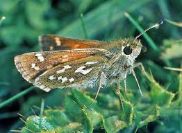 Attēlu rezultāti vaicājumam “Hesperia comma male”