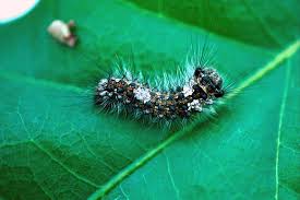 Attēlu rezultāti vaicājumam “Lymantria monacha pupa”