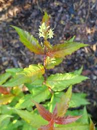 Attēlu rezultāti vaicājumam “Collaria rubens”