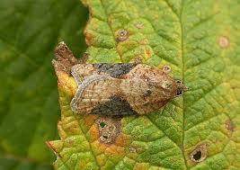 Attēlu rezultāti vaicājumam “Acleris laterana”