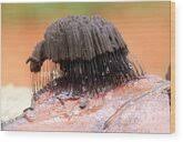 Attēlu rezultāti vaicājumam “Stemonitis fusca young”