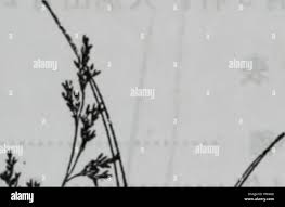 Attēlu rezultāti vaicājumam “Agrostis canina leaf”