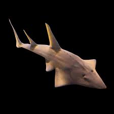 Image result for Rhinobatos rhinobatos