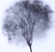 Attēlu rezultāti vaicājumam “Comatricha elegans stalked”