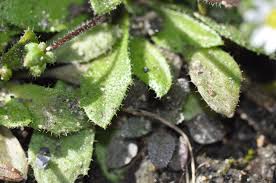 Attēlu rezultāti vaicājumam “Erophila verna fruit”
