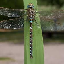 Attēlu rezultāti vaicājumam “Aeshna juncea”