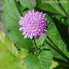 Image result for Knautia dipsacifolia