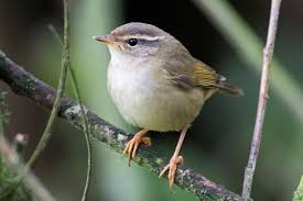 Image result for Phylloscopus schwarzi