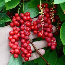 Attēlu rezultāti vaicājumam “Schisandra chinensis”