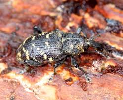 Attēlu rezultāti vaicājumam “Hylobius abietis”