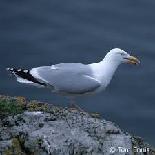 Attēlu rezultāti vaicājumam “Larus argentatus”