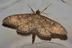 Attēlu rezultāti vaicājumam “Anania lancealis”