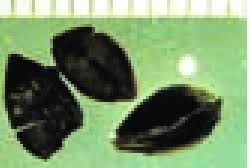 Attēlu rezultāti vaicājumam “Fagopyrum esculentum fruit”