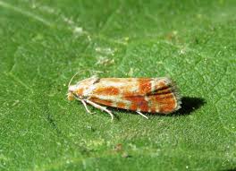 Attēlu rezultāti vaicājumam “Rhyacionia pinicolana”