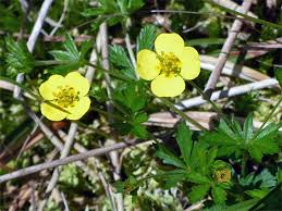 Attēlu rezultāti vaicājumam “Potentilla erecta flower”