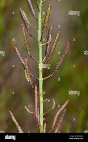Attēlu rezultāti vaicājumam “Erysimum cheiranthoides fruit”