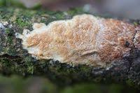 Attēlu rezultāti vaicājumam “Ceriporiopsis resinascens”