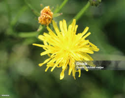 Attēlu rezultāti vaicājumam “Leontodon hispidus flower”