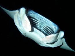 Image result for Mobula alfredi