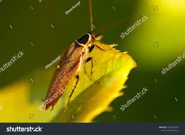 Attēlu rezultāti vaicājumam “Blattoptera”