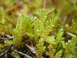 Attēlu rezultāti vaicājumam “Calliergonella lindbergii”