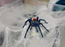 Attēlu rezultāti vaicājumam “Polypogon tentacularius male”