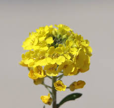 Attēlu rezultāti vaicājumam “Alyssum gmelinii”