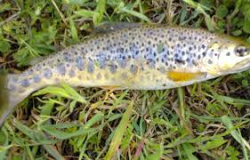 Image result for Salmo macrostigma