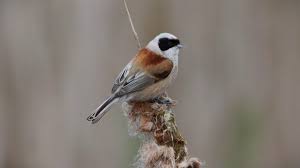 Image result for Remiz pendulinus