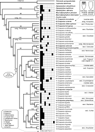 Attēlu rezultāti vaicājumam “Scapania apiculata”