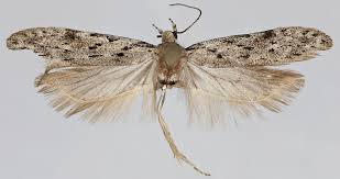 Attēlu rezultāti vaicājumam “Carpatolechia proximella”