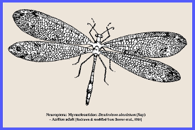 Attēlu rezultāti vaicājumam “Neuroptera”